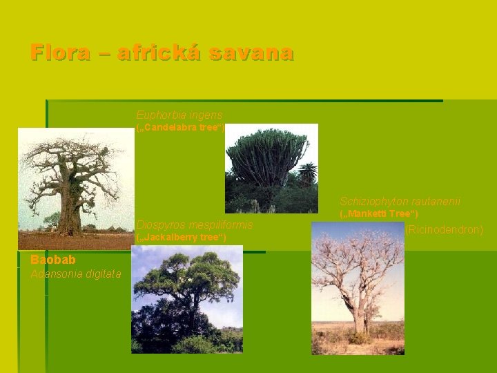 Flora – africká savana Euphorbia ingens („Candelabra tree“) Schiziophyton rautanenii Diospyros mespiliformis („Jackalberry tree“)