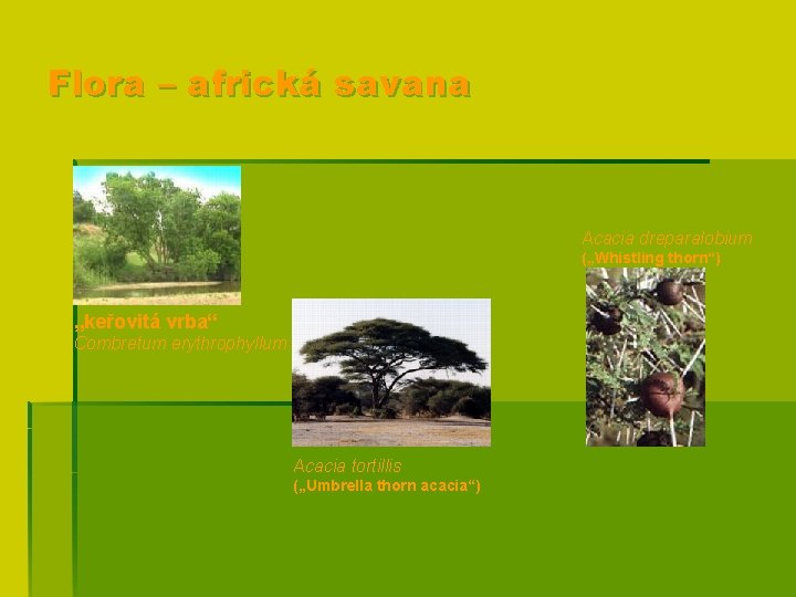 Flora – africká savana Acacia dreparalobium („Whistling thorn“) „keřovitá vrba“ Combretum erythrophyllum Acacia tortillis