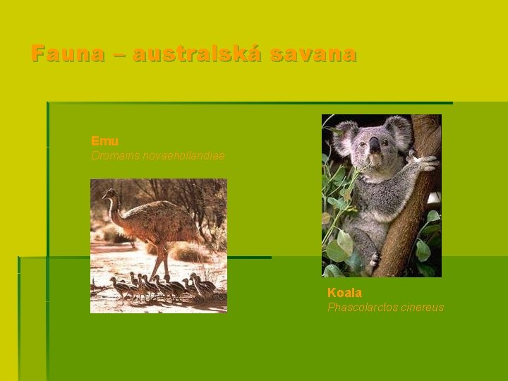 Fauna – australská savana Emu Dromains novaehollandiae Koala Phascolarctos cinereus 