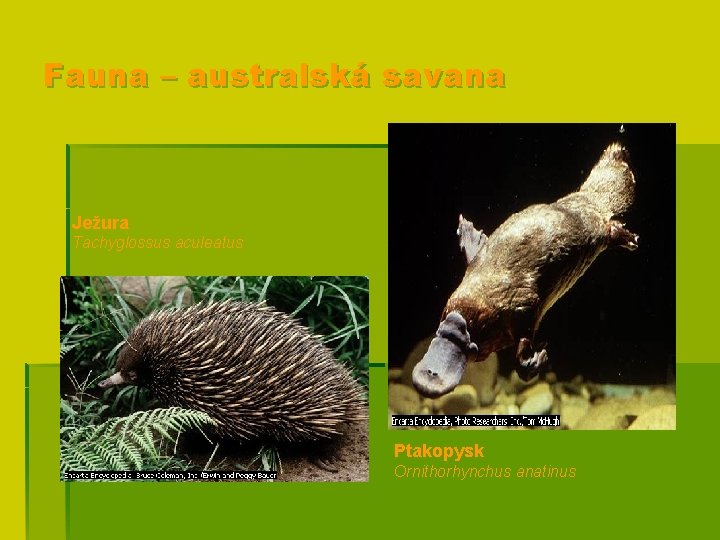 Fauna – australská savana Ježura Tachyglossus aculeatus Ptakopysk Ornithorhynchus anatinus 