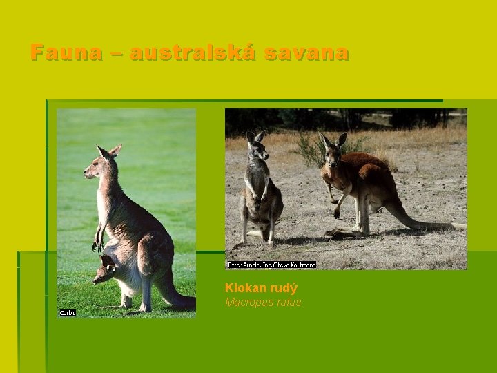 Fauna – australská savana Klokan rudý Macropus rufus 