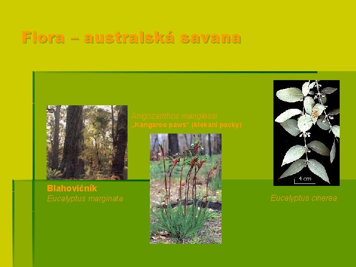Flora – australská savana Anigozanthos manglessi „Kangaroo paws“ (klokaní packy) Blahovičník Eucalyptus marginata Eucalyptus