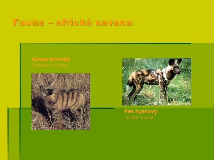 Fauna – africká savana Hyena hřivnatá Proteles cristatus Pes hyenový Lycaon pictus 