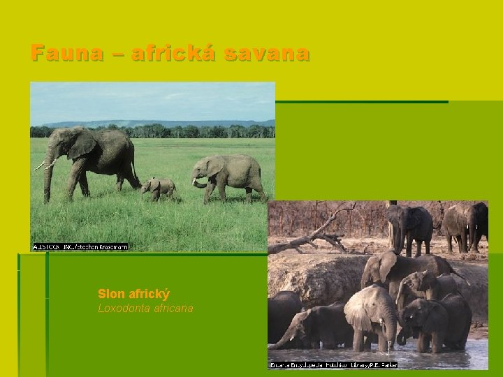 Fauna – africká savana Slon africký Loxodonta africana 