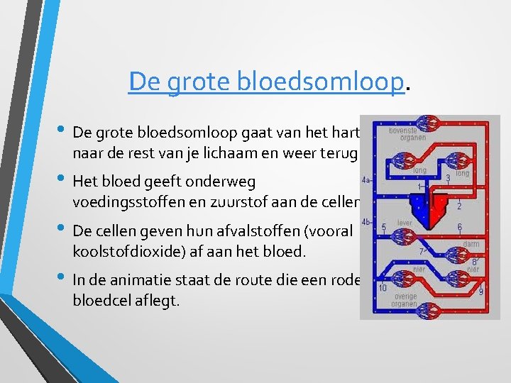 De grote bloedsomloop. • De grote bloedsomloop gaat van het hart naar de rest