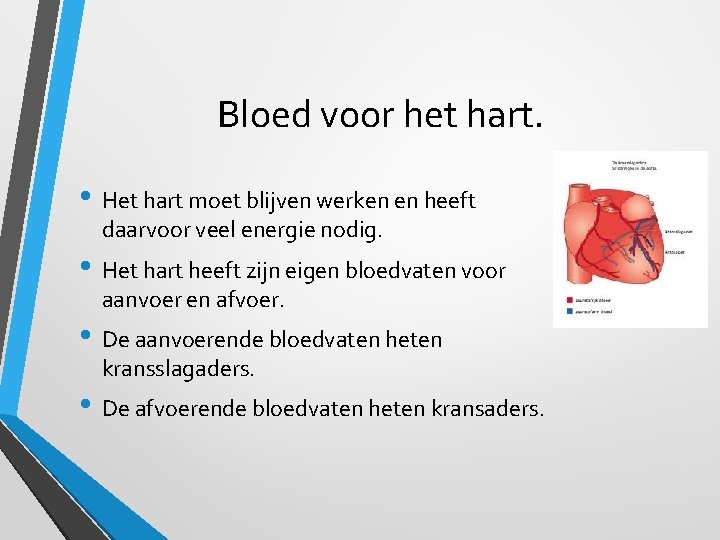 Bloed voor het hart. • Het hart moet blijven werken en heeft daarvoor veel