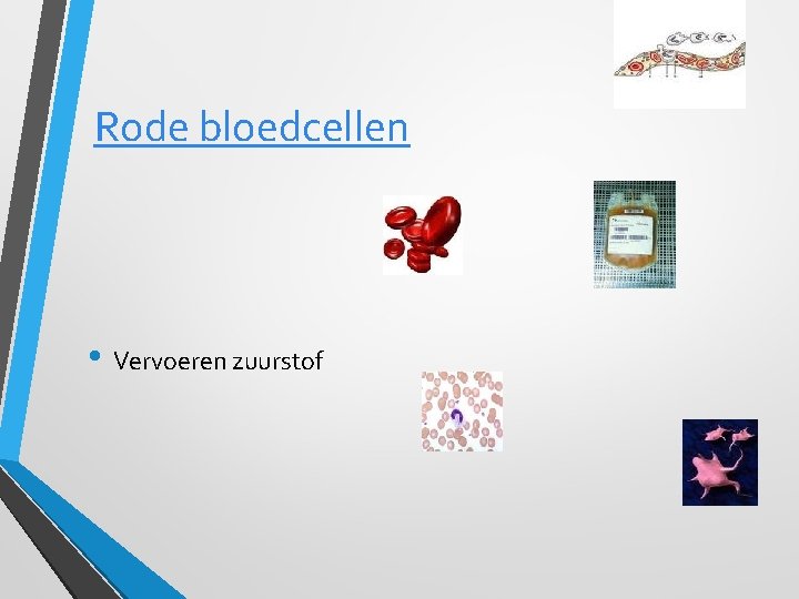 Rode bloedcellen • Vervoeren zuurstof 