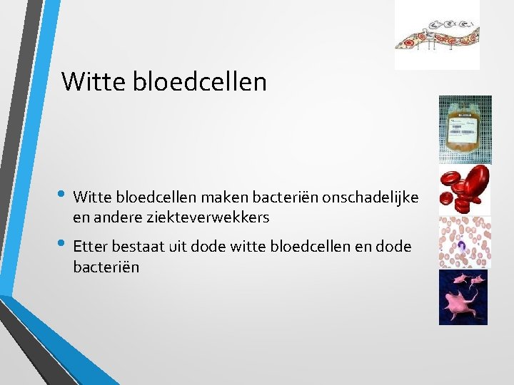 Witte bloedcellen • Witte bloedcellen maken bacteriën onschadelijke en andere ziekteverwekkers • Etter bestaat