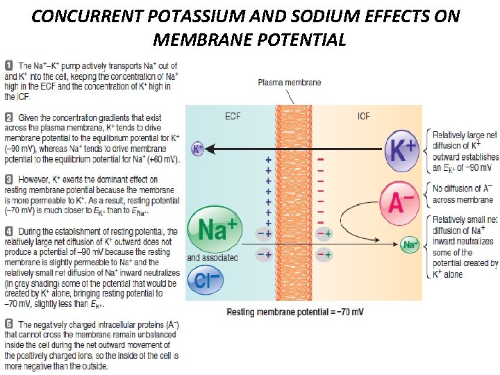 CONCURRENT POTASSIUM AND SODIUM EFFECTS ON MEMBRANE POTENTIAL 