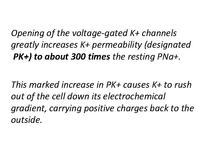 Opening of the voltage-gated K+ channels greatly increases K+ permeability (designated PK+) to about