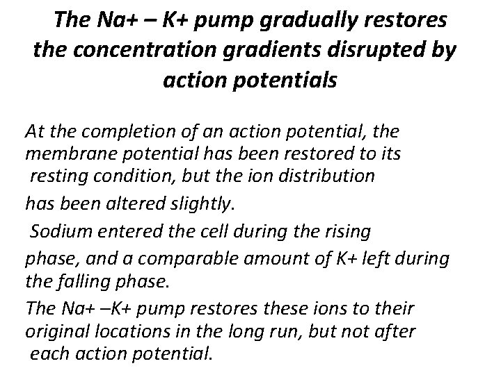The Na+ – K+ pump gradually restores the concentration gradients disrupted by action potentials