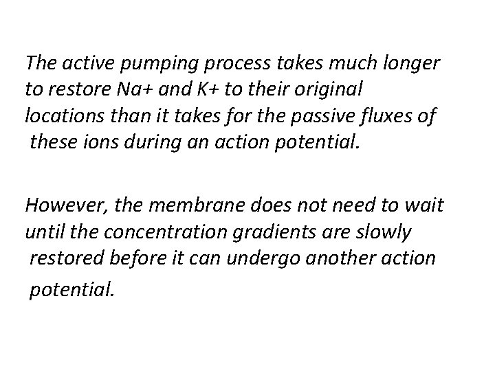 The active pumping process takes much longer to restore Na+ and K+ to their