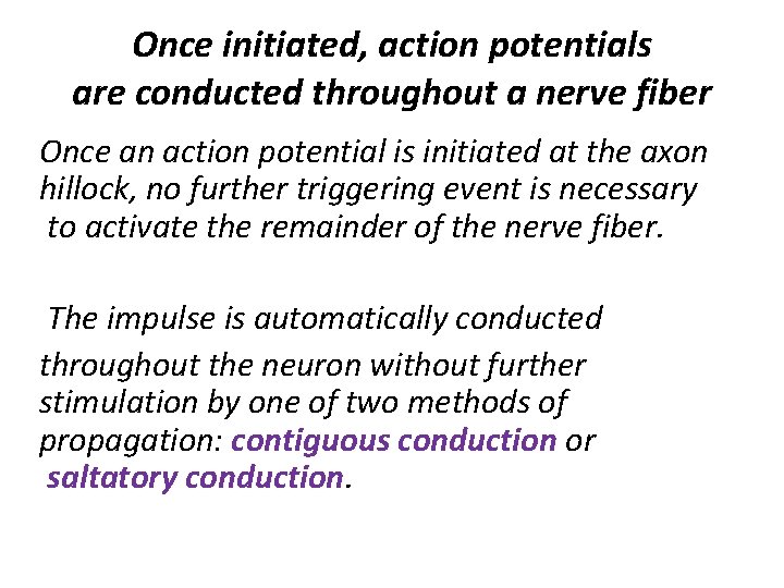 Once initiated, action potentials are conducted throughout a nerve fiber Once an action potential