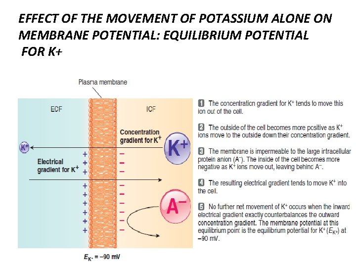 EFFECT OF THE MOVEMENT OF POTASSIUM ALONE ON MEMBRANE POTENTIAL: EQUILIBRIUM POTENTIAL FOR K+