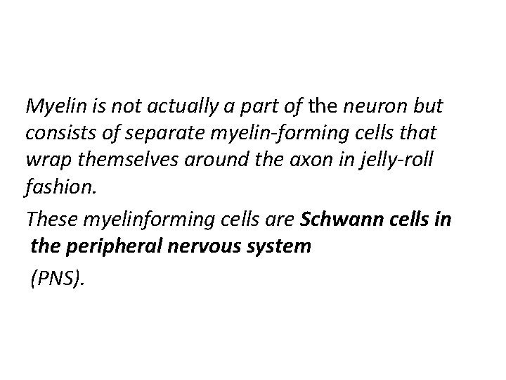 Myelin is not actually a part of the neuron but consists of separate myelin-forming
