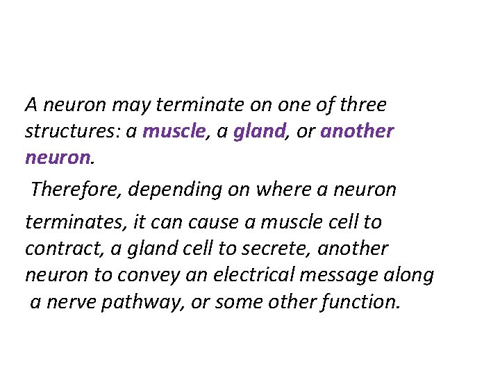 A neuron may terminate on one of three structures: a muscle, a gland, or