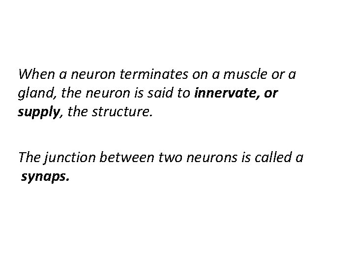 When a neuron terminates on a muscle or a gland, the neuron is said
