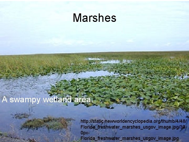 Marshes A swampy wetland area. http: //static. newworldencyclopedia. org/thumb/4/48/ Florida_freshwater_marshes_usgov_image. jpg/30 0 px. Florida_freshwater_marshes_usgov_image.
