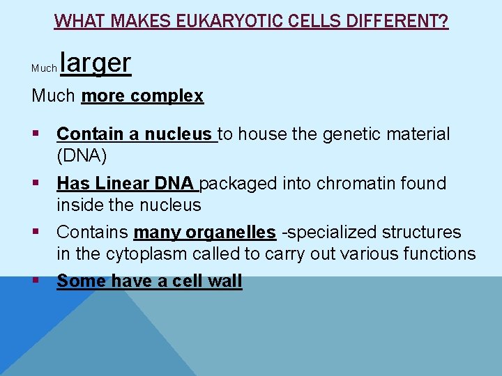 WHAT MAKES EUKARYOTIC CELLS DIFFERENT? Much larger Much more complex § Contain a nucleus