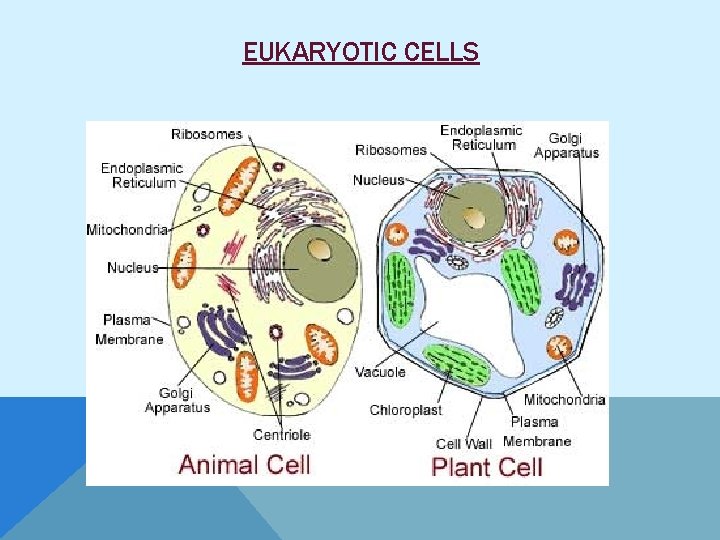 EUKARYOTIC CELLS 
