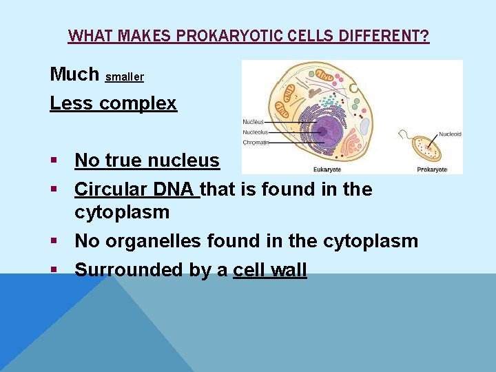 WHAT MAKES PROKARYOTIC CELLS DIFFERENT? Much smaller Less complex § No true nucleus §