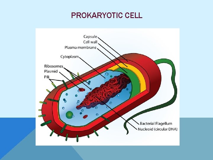 PROKARYOTIC CELL 