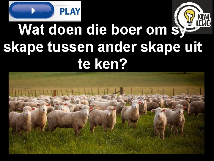 Wat doen die boer om sý skape tussen ander skape uit te ken? 
