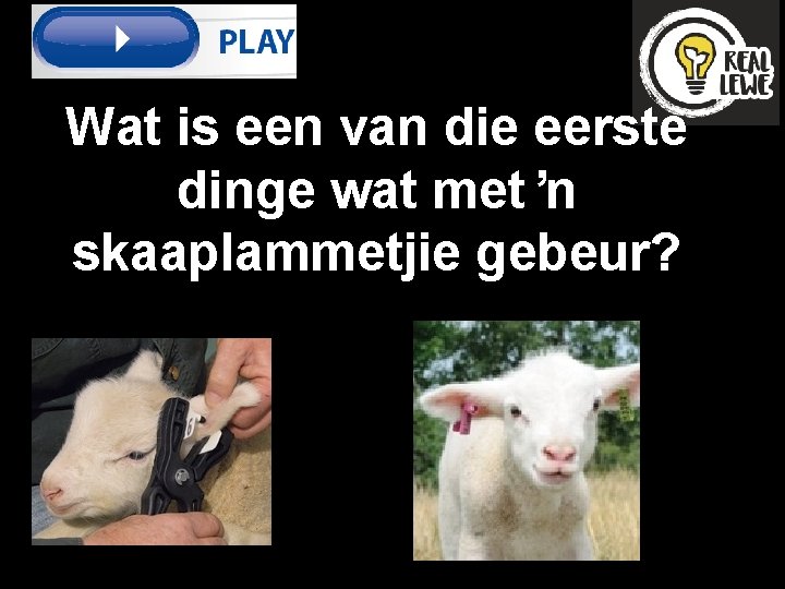 Wat is een van die eerste dinge wat met ŉ skaaplammetjie gebeur? 