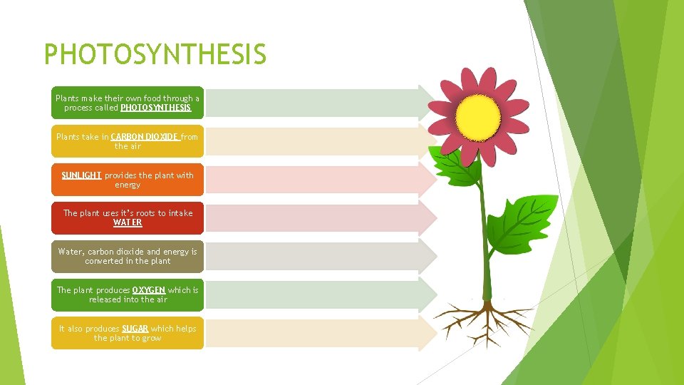 PHOTOSYNTHESIS Plants make their own food through a process called PHOTOSYNTHESIS Plants take in