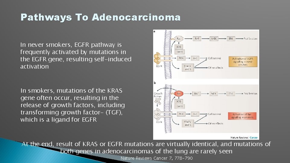 Pathways To Adenocarcinoma In never smokers, EGFR pathway is frequently activated by mutations in