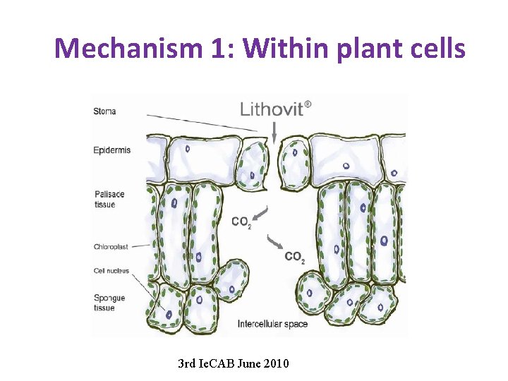 Mechanism 1: Within plant cells 3 rd Ie. CAB June 2010 