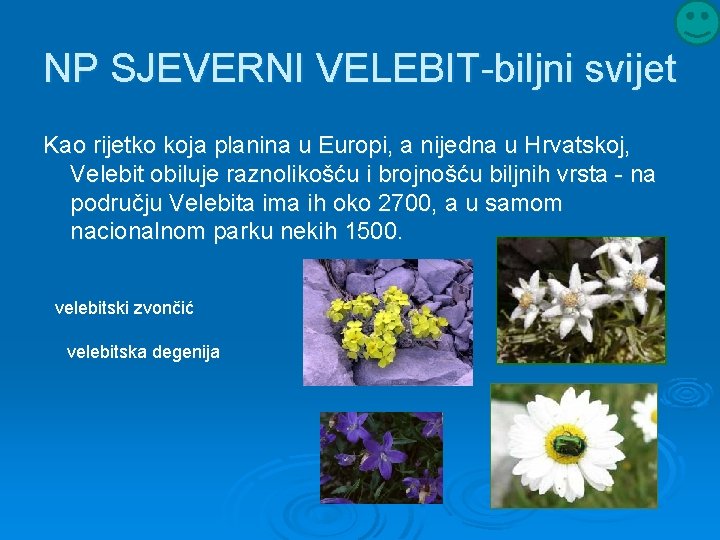 NP SJEVERNI VELEBIT-biljni svijet Kao rijetko koja planina u Europi, a nijedna u Hrvatskoj,