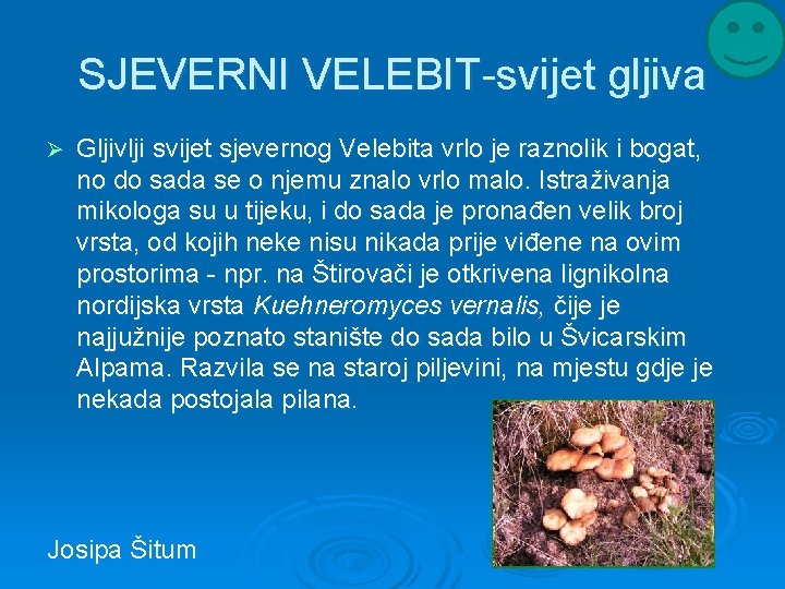 SJEVERNI VELEBIT-svijet gljiva Ø Gljivlji svijet sjevernog Velebita vrlo je raznolik i bogat, no