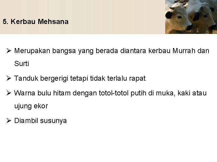 5. Kerbau Mehsana Ø Merupakan bangsa yang berada diantara kerbau Murrah dan Surti Ø