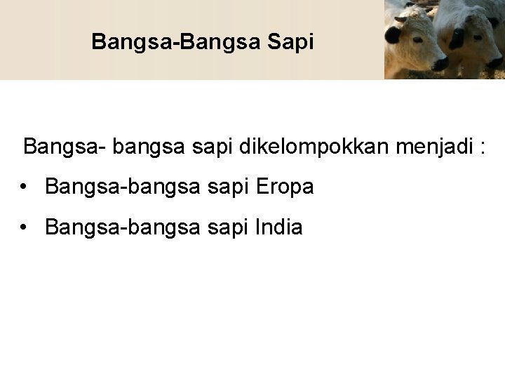 Bangsa-Bangsa Sapi Bangsa- bangsa sapi dikelompokkan menjadi : • Bangsa-bangsa sapi Eropa • Bangsa-bangsa