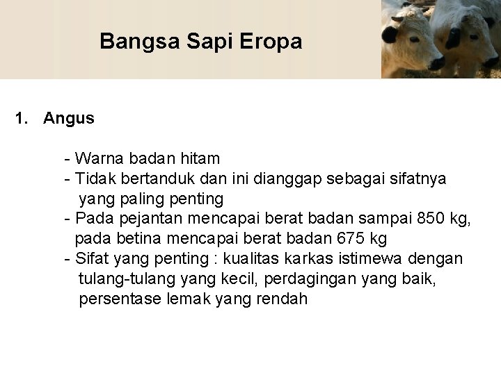 Bangsa Sapi Eropa 1. Angus - Warna badan hitam - Tidak bertanduk dan ini