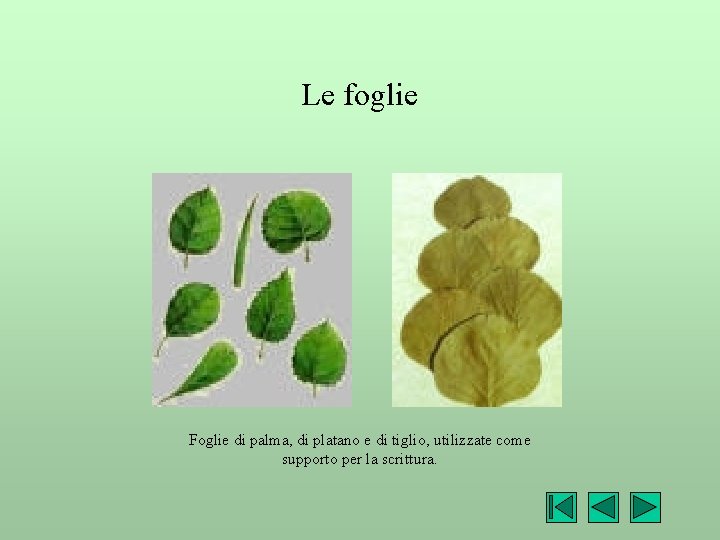 Le foglie Foglie di palma, di platano e di tiglio, utilizzate come supporto per