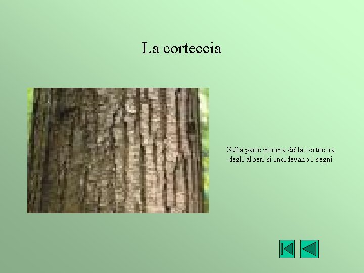 La corteccia Sulla parte interna della corteccia degli alberi si incidevano i segni 