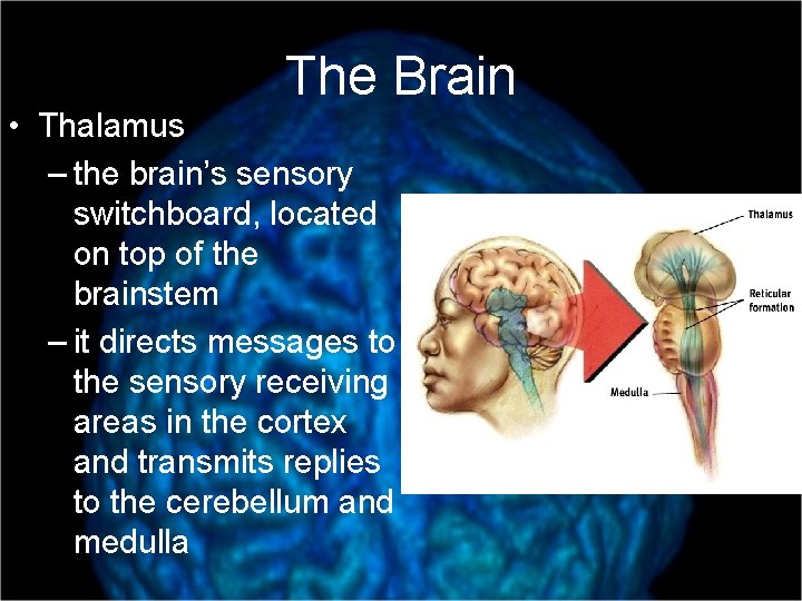 The Brain • Thalamus – the brain’s sensory switchboard, located on top of the