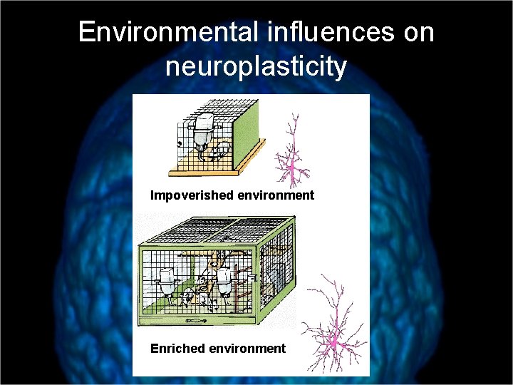 Environmental influences on neuroplasticity Impoverished environment Enriched environment 