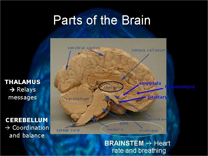 Parts of the Brain THALAMUS Relays messages amygdala hippocampus pituitary CEREBELLUM Coordination and balance