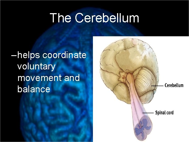 The Cerebellum – helps coordinate voluntary movement and balance 