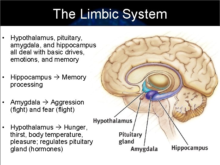 The Limbic System • Hypothalamus, pituitary, amygdala, and hippocampus all deal with basic drives,