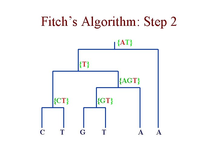 Fitch’s Algorithm: Step 2 {AT} {AGT} {CT} C T {GT} G T A A