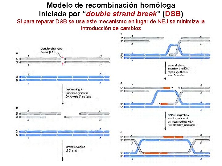 Modelo de recombinación homóloga iniciada por “double strand break” (DSB) Si para reparar DSB