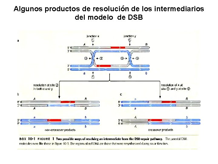 Algunos productos de resolución de los intermediarios del modelo de DSB 