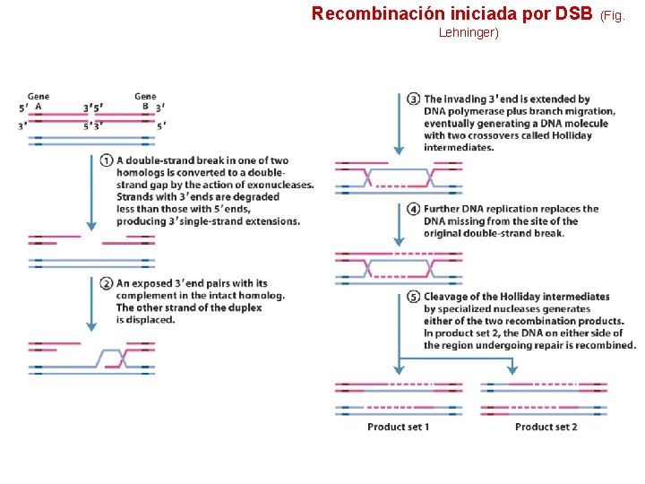 Recombinación iniciada por DSB Lehninger) (Fig. 