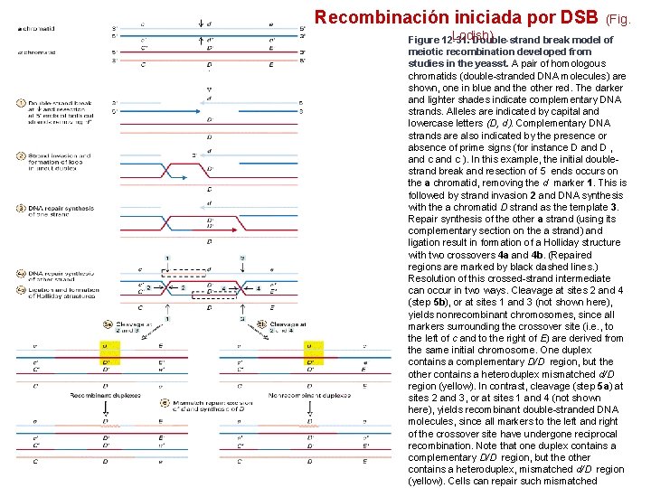 Recombinación iniciada por DSB (Fig. Lodish) Figure 12 -31. Double-strand break model of meiotic