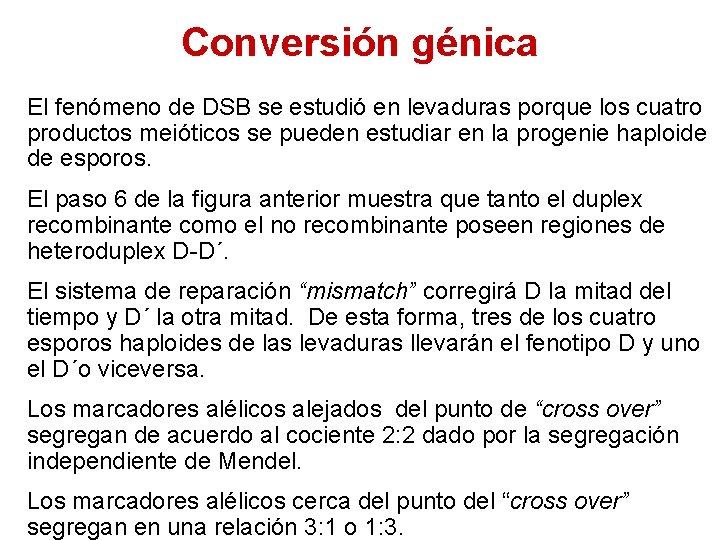 Conversión génica El fenómeno de DSB se estudió en levaduras porque los cuatro productos