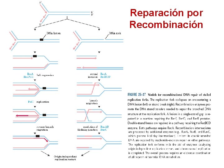 Reparación por Recombinación 